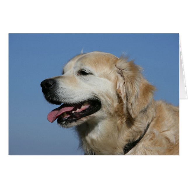 Golden Retriever Headshot 4 (Front Horizontal)