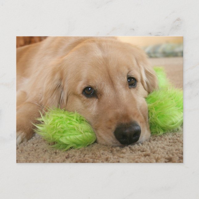 Golden Retriever Heard You Were Sick Get Well Postcard (Front)