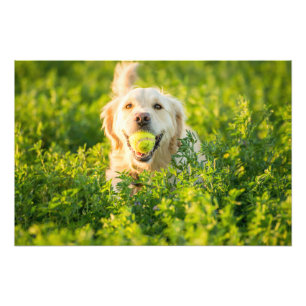 Golden Retriever High Quality Photo Print