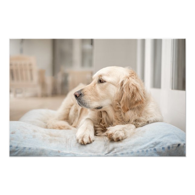 Golden Retriever High Quality Photo Print (Front)