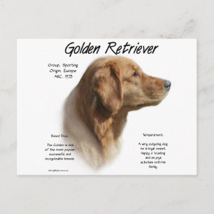 Golden Retriever History Design Postcard