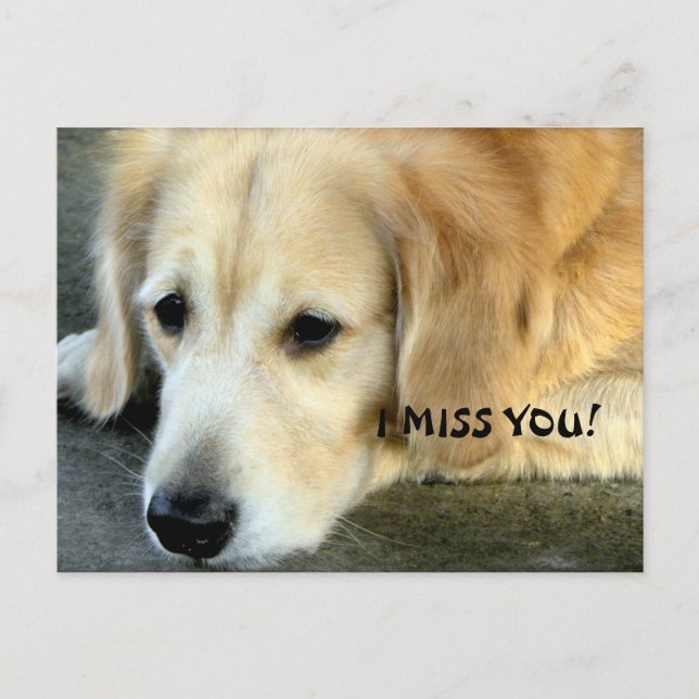 Golden Retriever/ I Miss You Postcard (Front)