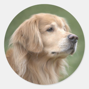 Golden Retriever in Closeup Classic Round Sticker