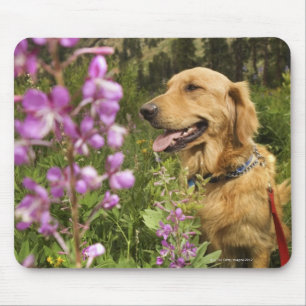 Golden retriever in field mouse pad