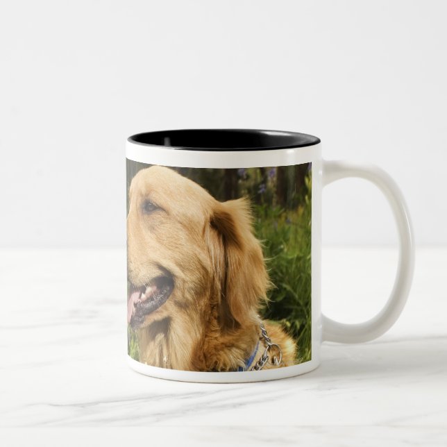Golden retriever in field Two-Tone coffee mug (Right)