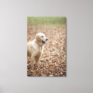 golden retriever in park in autumn canvas print