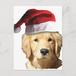 Golden Retriever In Santa Hat Holiday Postcard