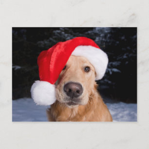 Golden Retriever in Santa Hat Holiday Postcard