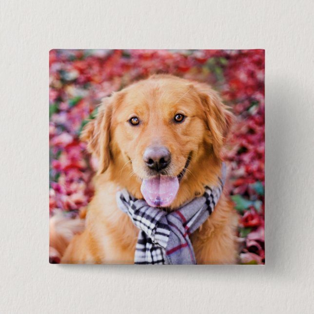Golden Retriever In Scarf 15 Cm Square Badge (Front)