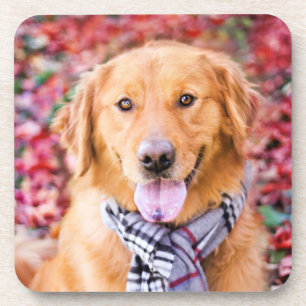 Golden Retriever In Scarf Coaster