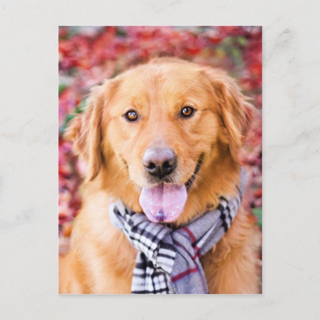 Golden Retriever In Scarf Postcard (Front)