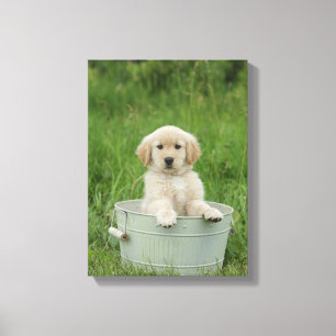 Golden Retriever In Wash Basin Canvas Print