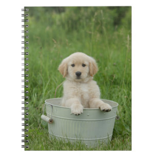 Golden Retriever In Wash Basin Notebook
