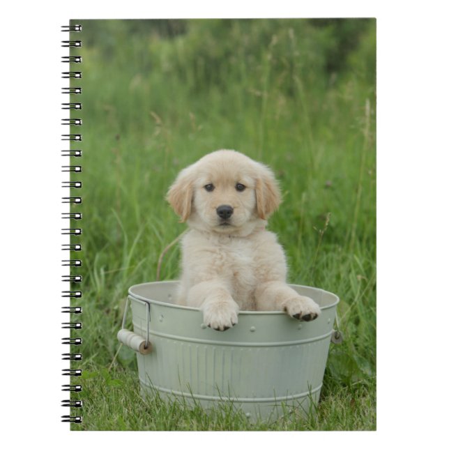 Golden Retriever In Wash Basin Notebook (Front)