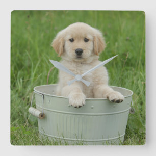 Golden Retriever In Wash Basin Square Wall Clock