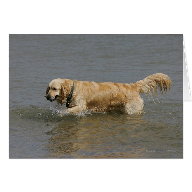 Golden Retriever in Water (Front Horizontal)