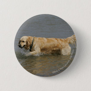 Golden Retriever in Water 6 Cm Round Badge