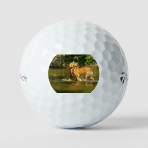 golden-retriever-in water golf balls