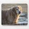 Golden Retriever in Water