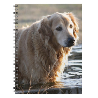 Golden Retriever in Water Notebook
