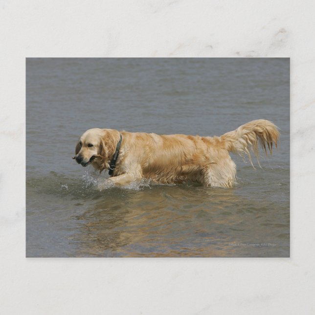 Golden Retriever in Water Postcard (Front)