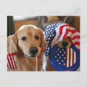 Golden Retriever Independence Day Postcard