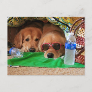 Golden Retriever Indoor Picnic Postcard