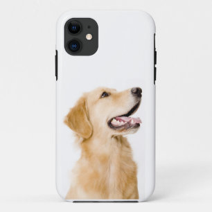 Golden Retriever iPhone Case