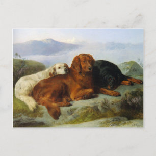 Golden Retriever, Irish and Gordon Setter Postcard