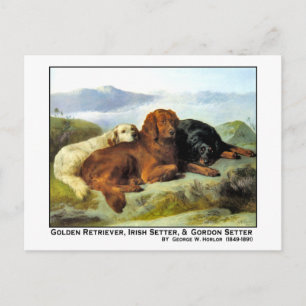 Golden Retriever, Irish Setter & Gordon Setter Postcard
