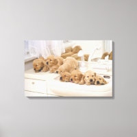 Golden Retriever; is a relatively modern and 3