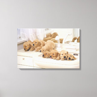 Golden Retriever; is a relatively modern and 3 Canvas Print