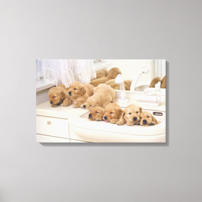 Golden Retriever; is a relatively modern and 3 Canvas Print (Front)