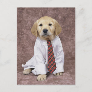 Golden Retriever; is a relatively modern and Postcard