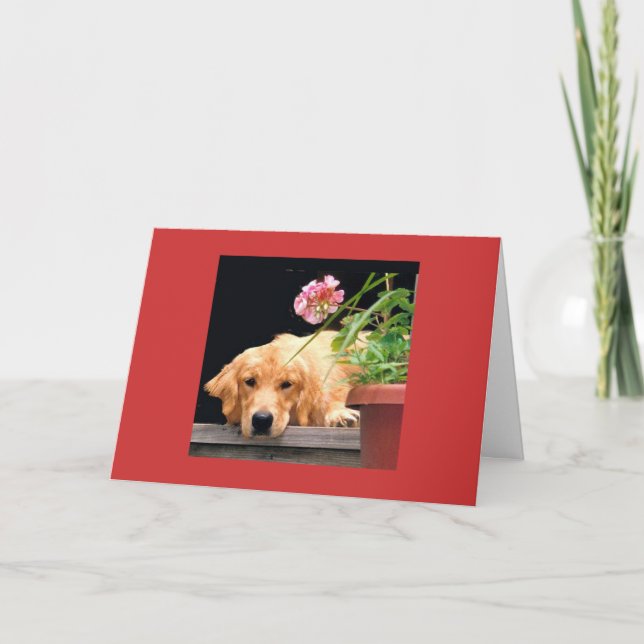 Golden Retriever Love Begins Card (Front)