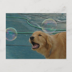 Golden Retriever Love Postcard