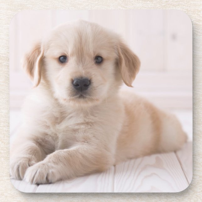 Golden Retriever Lying Down Coaster (Front)
