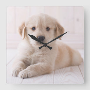 Golden Retriever Lying Down Square Wall Clock
