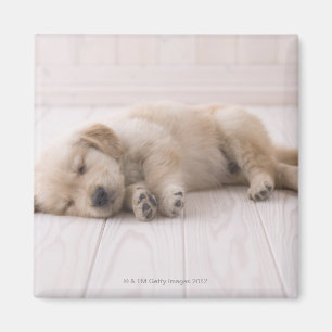 Golden Retriever Magnet