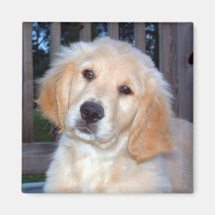 Golden Retriever Magnet