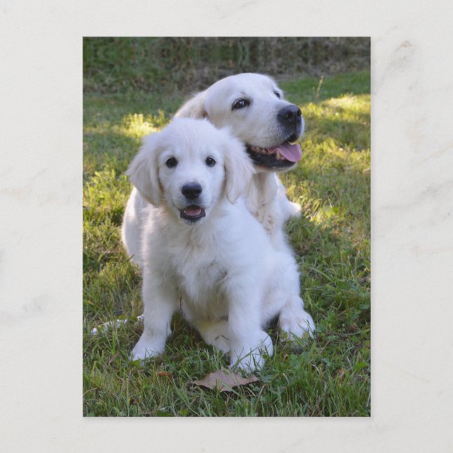 Golden Retriever Mum and Puppy Postcard (Front)