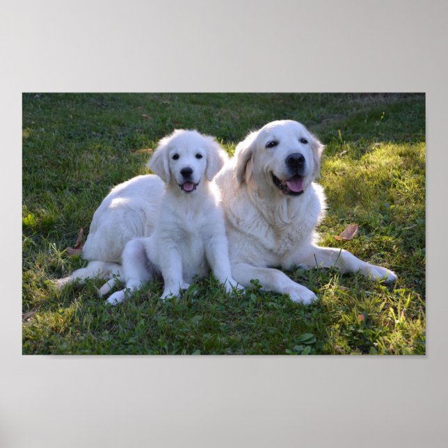 Golden Retriever Mum and Puppy Poster (Front)