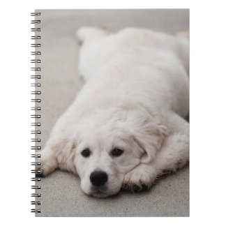 Golden Retriever Note Pad Spiral Notebook