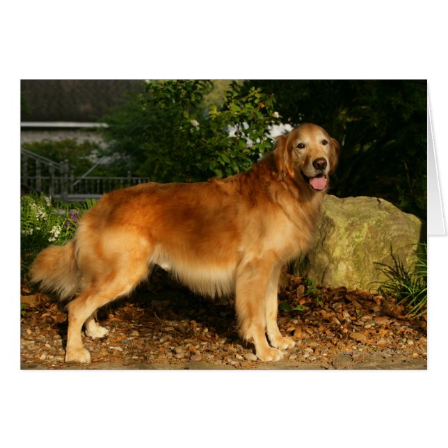 Golden Retriever Panting (Front Horizontal)