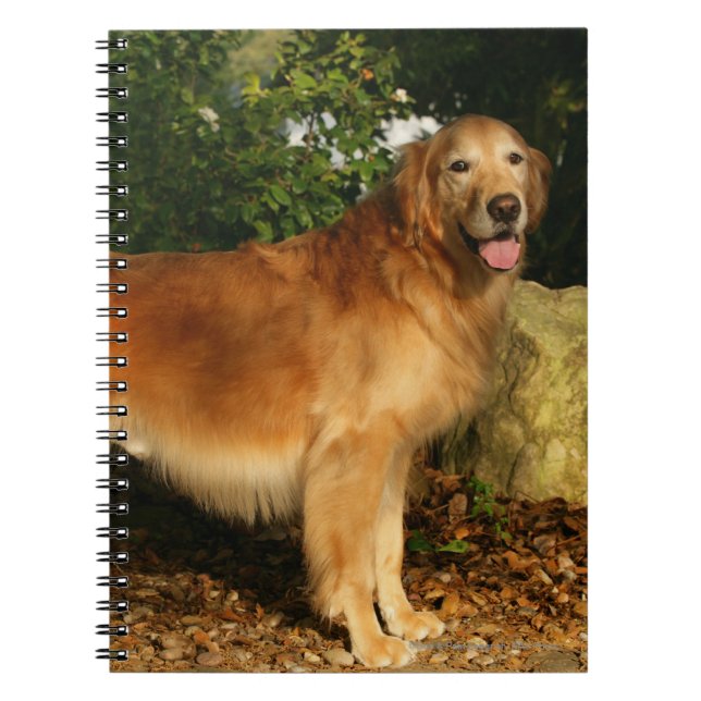 Golden Retriever Panting Notebook (Front)