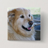 Golden Retriever Photo