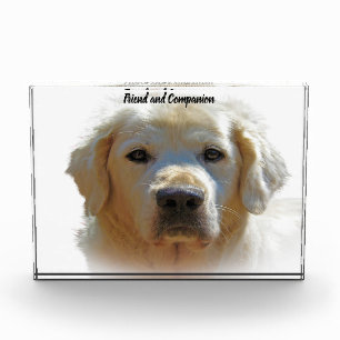 Golden Retriever. Photo Block