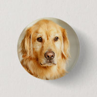 Golden Retriever Portrait