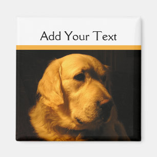 Golden Retriever Portrait Magnet