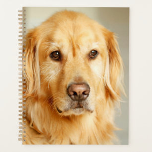 Golden Retriever Portrait Planner